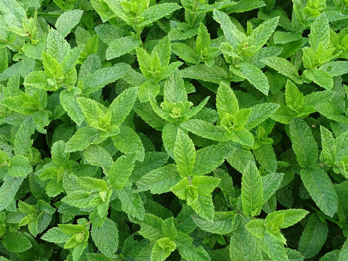 Close-up of a dense patch of green leaves