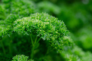 Petroselinum crispum var. crispum / Curly Parsley