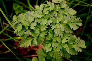 Petroselinum crispum / Flat leaved Parsley