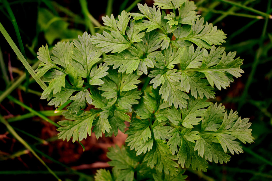 Petroselinum crispum / Flat leaved Parsley