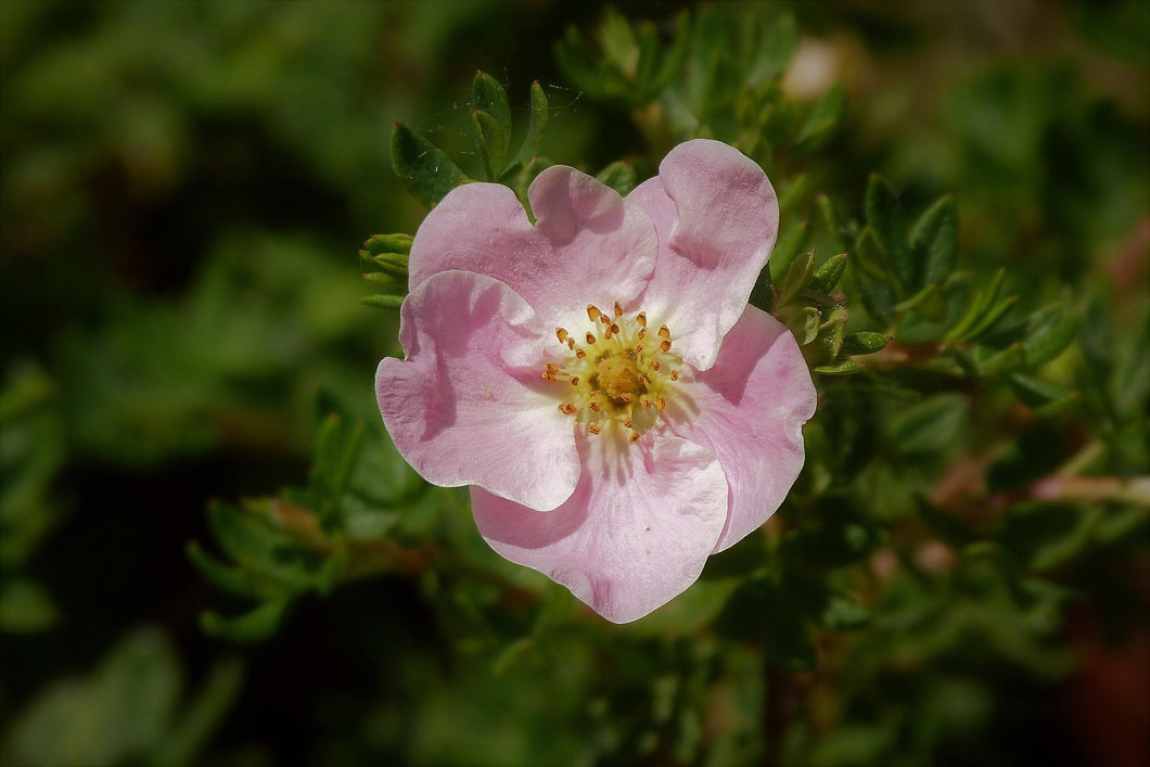 Potentilla fruticosa 'Pink Beauty' / Shrubby Cinquefoil 'Pink Beauty'