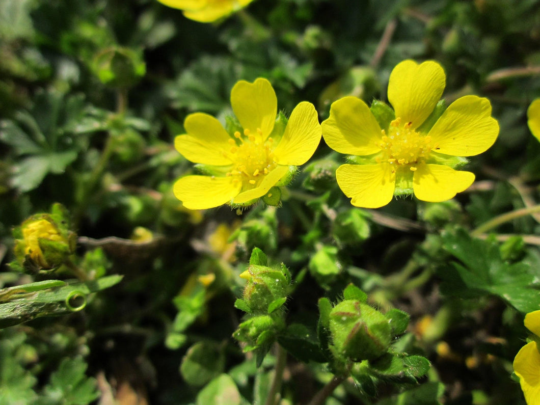 Potentilla fruticosa 'Goldfinger' / Shrubby Cinquefoil 'Goldfinger'