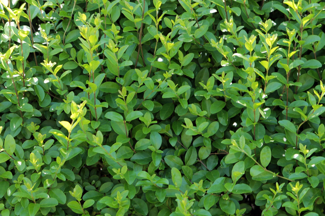 Ligustrum ovalifolium / Green Privet - Bare Root Whip