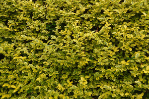 Ligustrum ovalifolium aureum / Golden Privet - Bare Root Whip