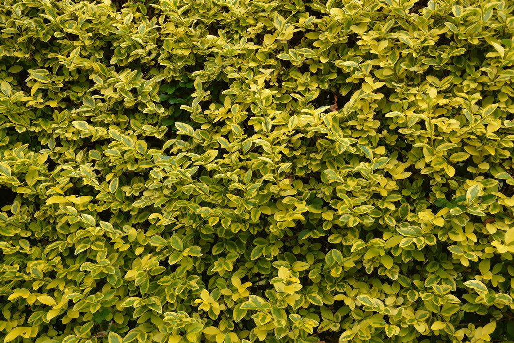 Ligustrum ovalifolium aureum / Golden Privet - Bare Root Whip