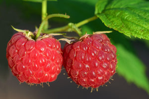 Rubus idaeus 'Malling Jewel' / Raspberry 'Malling Jewel'