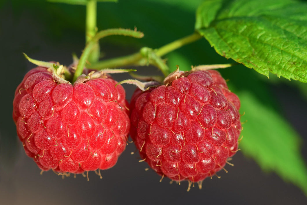 Rubus idaeus 'Malling Jewel' / Raspberry 'Malling Jewel'