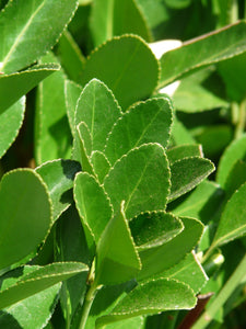 Laurus nobilis / Bay Laurel