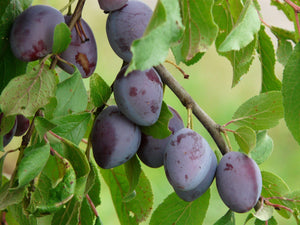 Prunus domestica 'Damson'