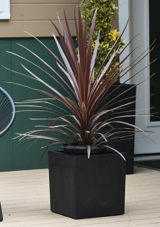 Cordyline 'Red Star'