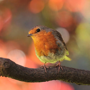 red breast robin on a branch