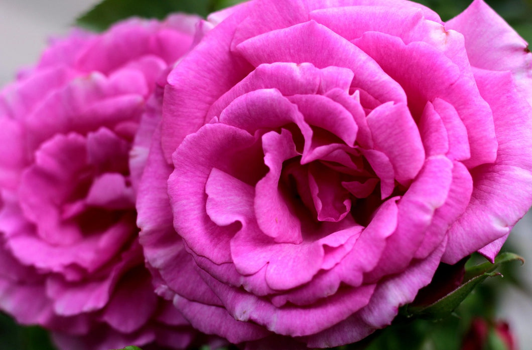 Rosa 'Zéphirine Drouhin' Climbing Rose