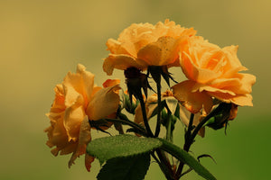 Rosa 'Yellow Patio' Rose