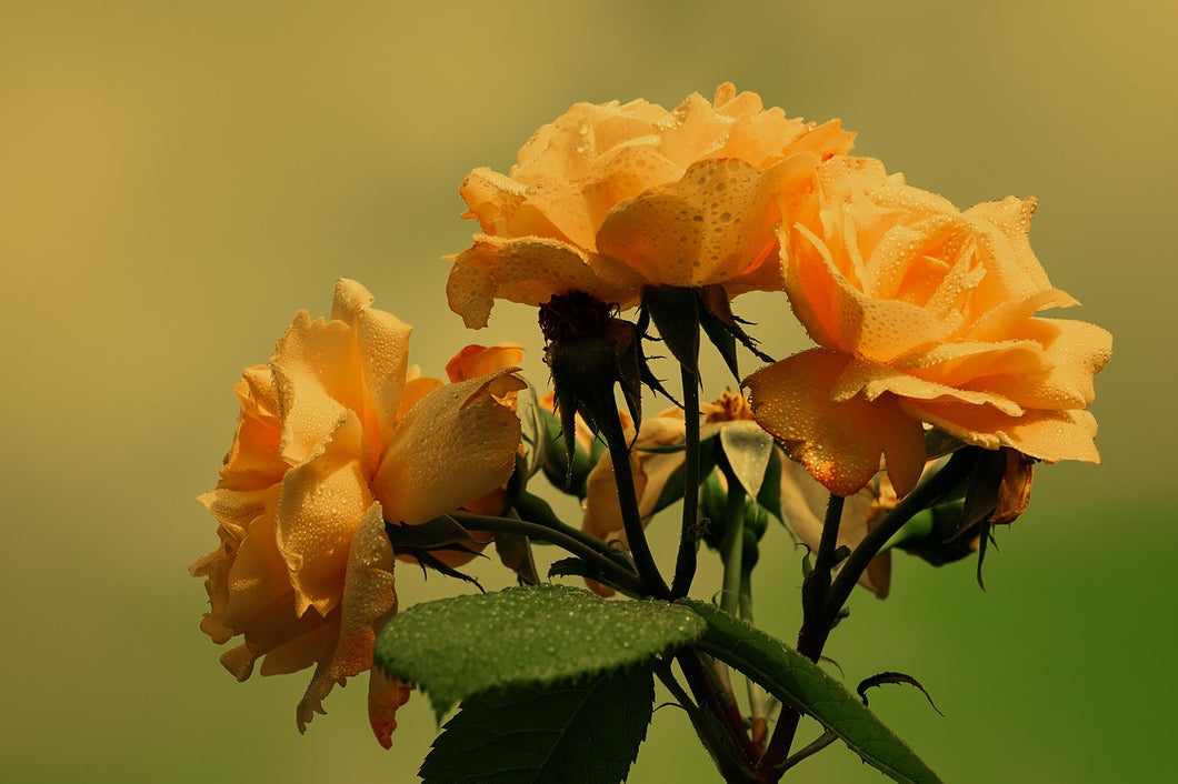 Rosa 'Yellow Patio' Rose