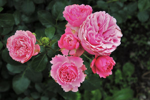 Rosa - Standard Flower Carpet Rose Pink Supreme 80 cm