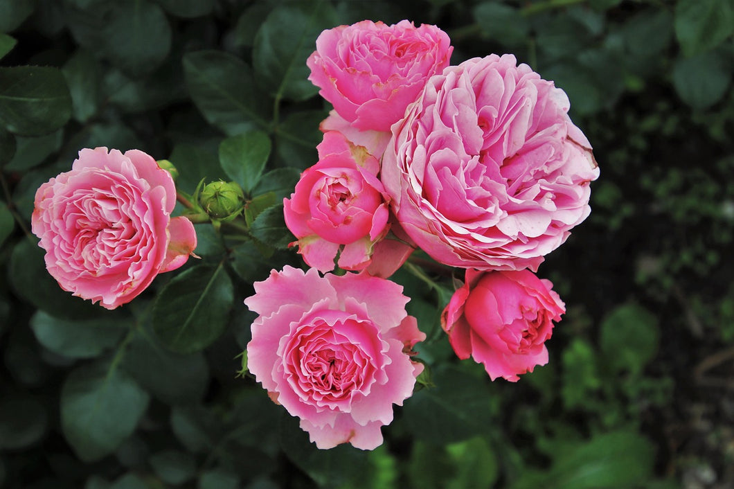 Rosa - Standard Flower Carpet Rose Pink Supreme 80 cm