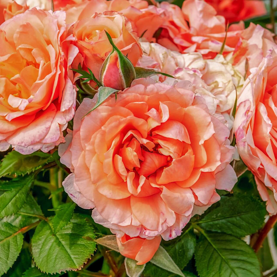 peach roses for gardden