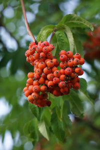 Sorbus vilmorinii / Vilmorin's Rowan