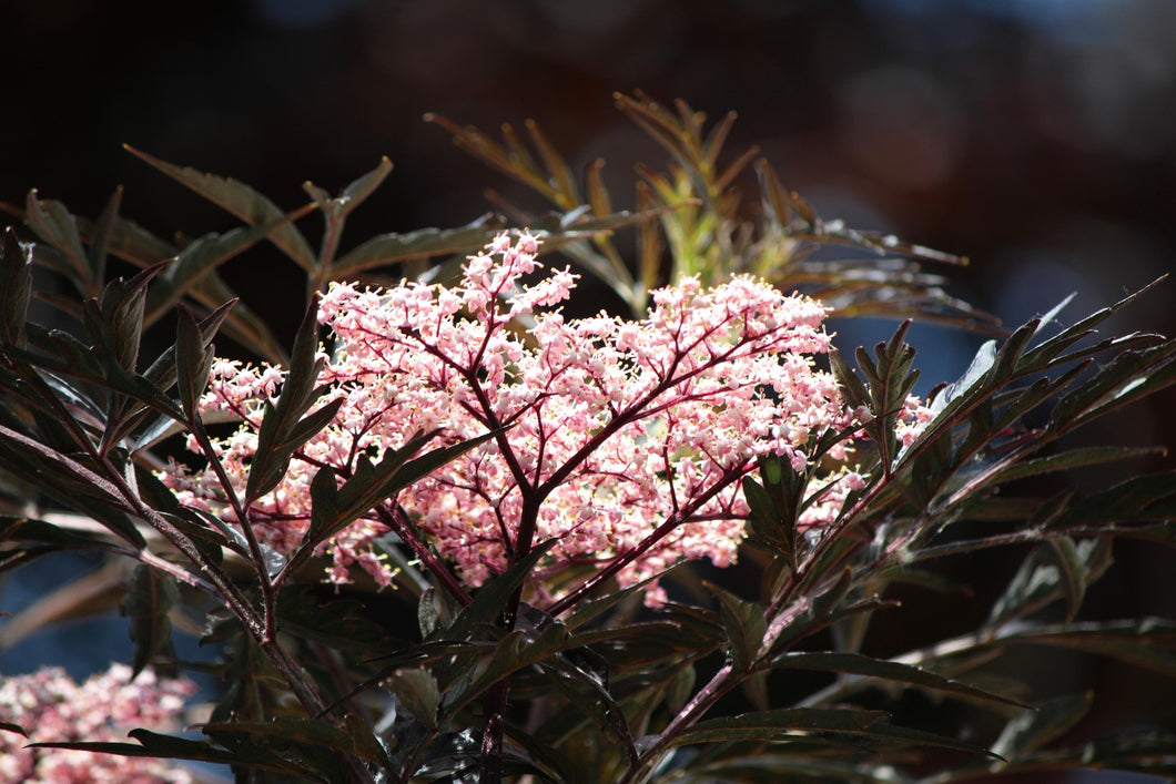 Sambucus nigra ‘Black Lace’ / Black Elder ‘Black Lace’