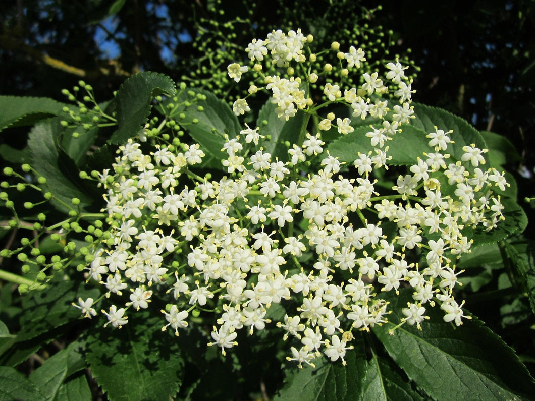 Sambucus nigra 'Golden Spark' / Black Elder 'Golden Spark'