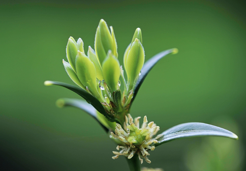 sarcococca confusa