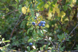 Prunus spinosa / Blackthorn Tree - Bare Root