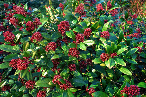 skimia-japonica-red