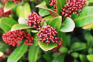 Skimmia japonica 'Rubella'