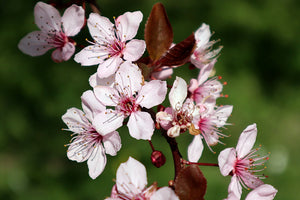 Prunus cerasifera 'Nigra' Tree / Purple-Leaf Plum / Cherry Plum Tree