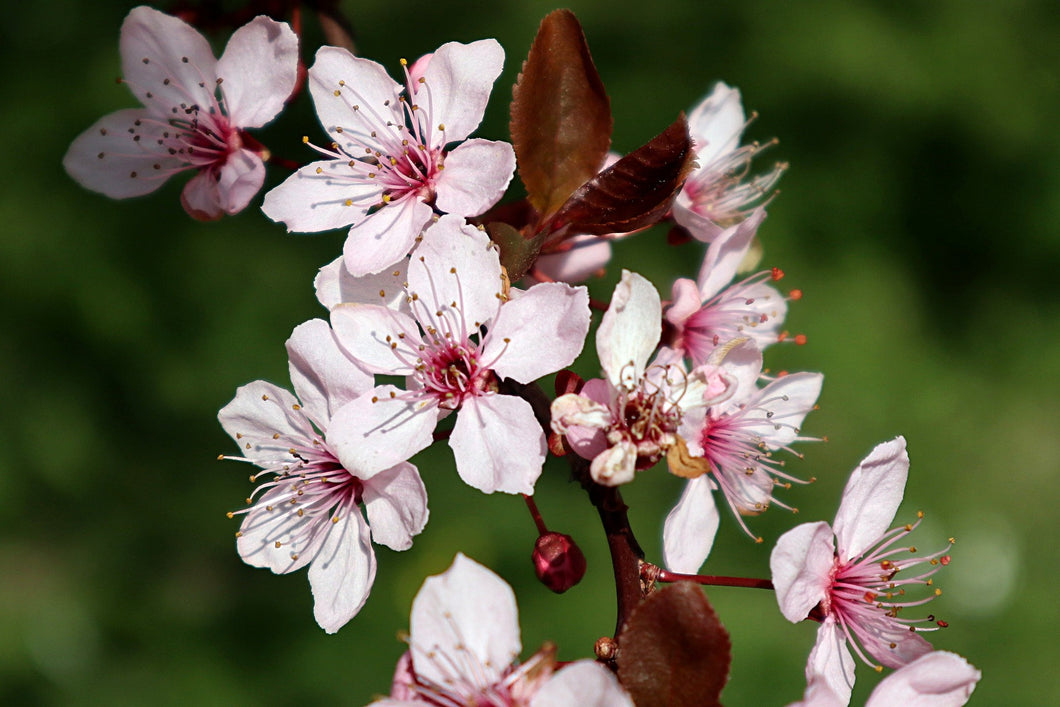 Prunus cerasifera 'Nigra' Tree / Purple-Leaf Plum / Cherry Plum Tree