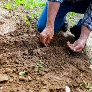 Man planting seeds in soil