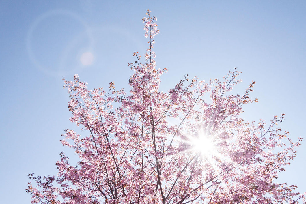 Prunus 'Amanogawa' Tree / Upright Flowering Cherry Trees