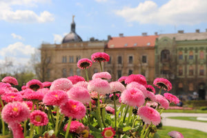 Pink flowers in a garden with a blurred building in the background