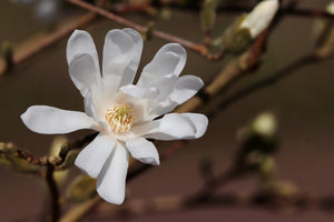 Magnolia stellata Tree / Starry Magnolia Shrub