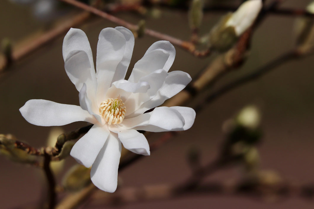 Magnolia stellata Tree / Starry Magnolia Shrub