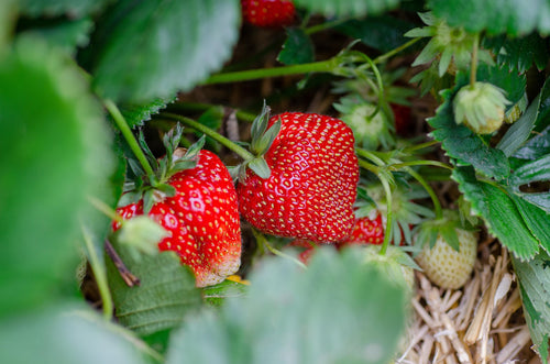 Red strawberries growing on a plant with green leaves.