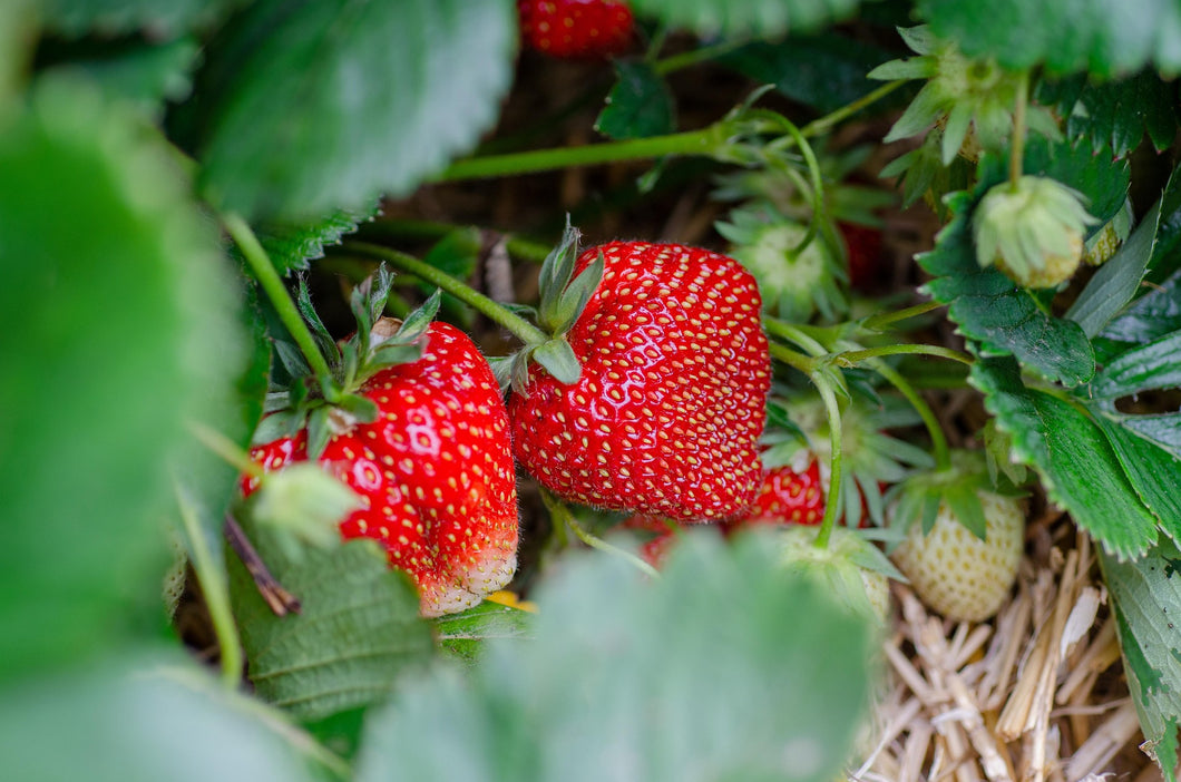 Red strawberries growing on a plant with green leaves.