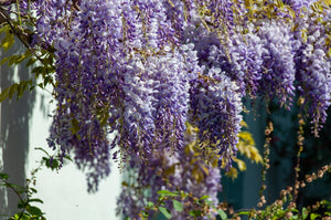 Wisteria sinensis 'Prolific'