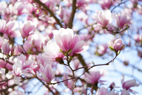 tulip-magnolia-3164011_1920