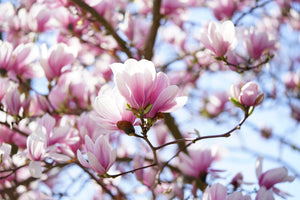 tulip-magnolia-3164011_1920