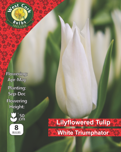 West Cork Bulbs Lilyflowered Tulip White Triumphator packaging with white tulips and green leaves.