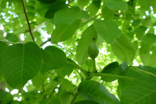 Load image into Gallery viewer, Juglans regia / Walnut
