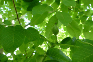 Juglans regia / Walnut