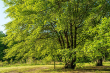 Load image into Gallery viewer, Juglans regia / Walnut
