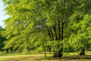 Juglans regia / Walnut
