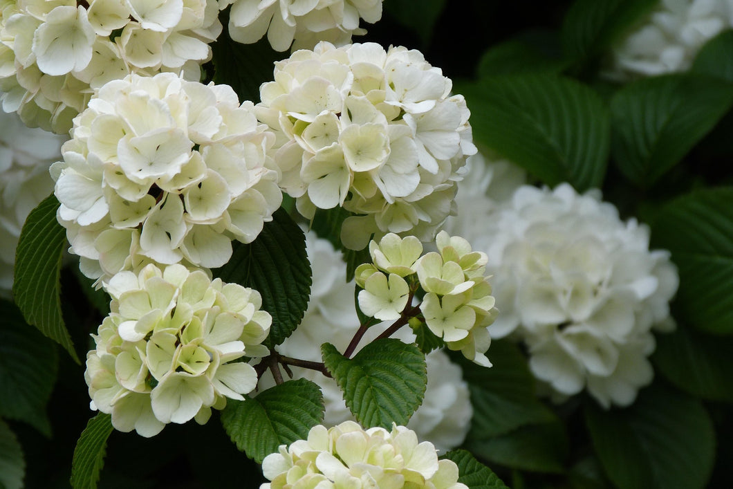 Viburnum opulus 'Pohjan Neito' / Guelder rose 'Pohjan Neito' / Snowball Tree