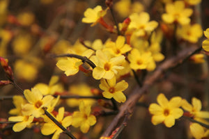 Jasminum nudiflorum / Winter Jasmine