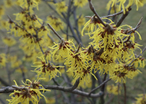 Close-up of yellow flowers on a branch with a blurred background