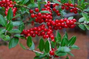 Ilex aquifolium 'J C van Tol' Tree / Ornamental Holly Tree