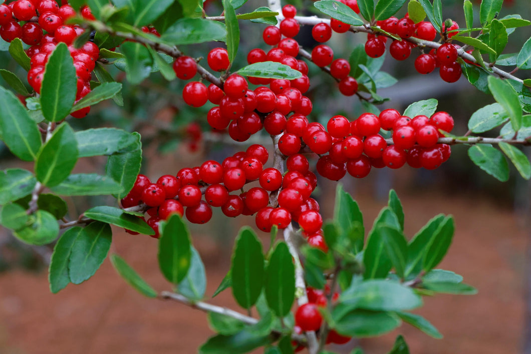 Ilex aquifolium 'J C van Tol' Tree / Ornamental Holly Tree